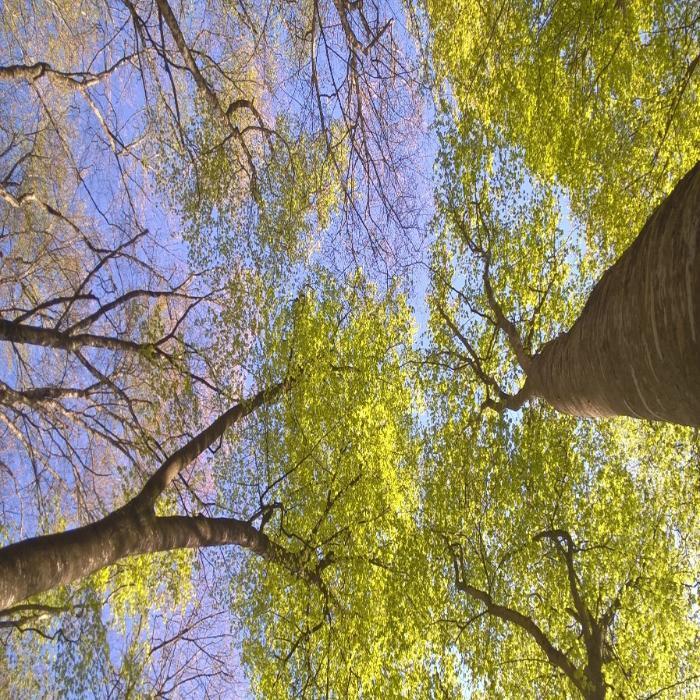 Tree canopy in spring with blue skies