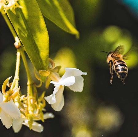 Bee approaching a flower