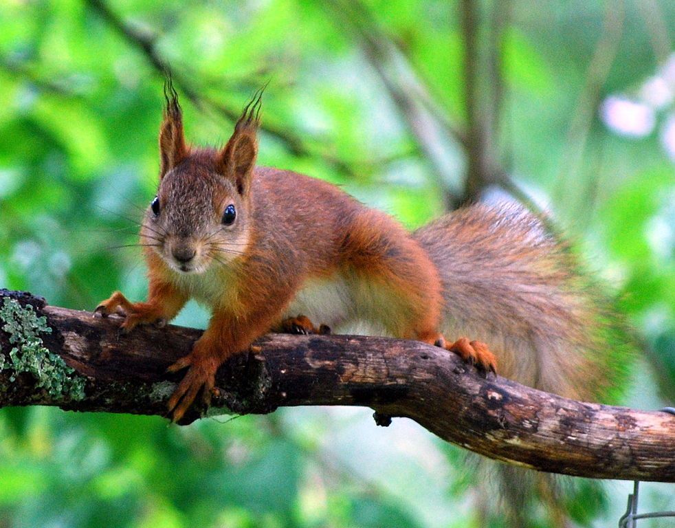 Red squirrel on a branch facing camera