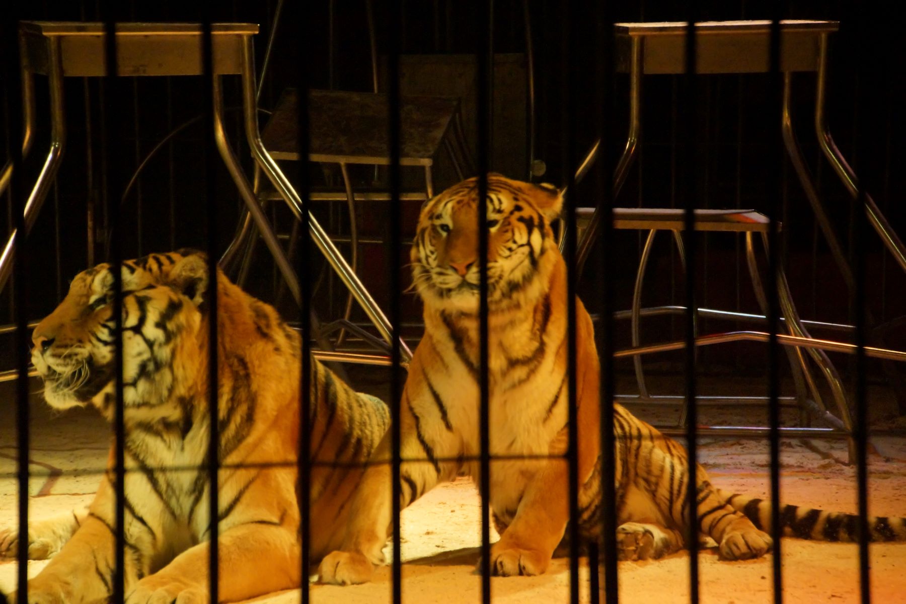 Two tigers in a cage