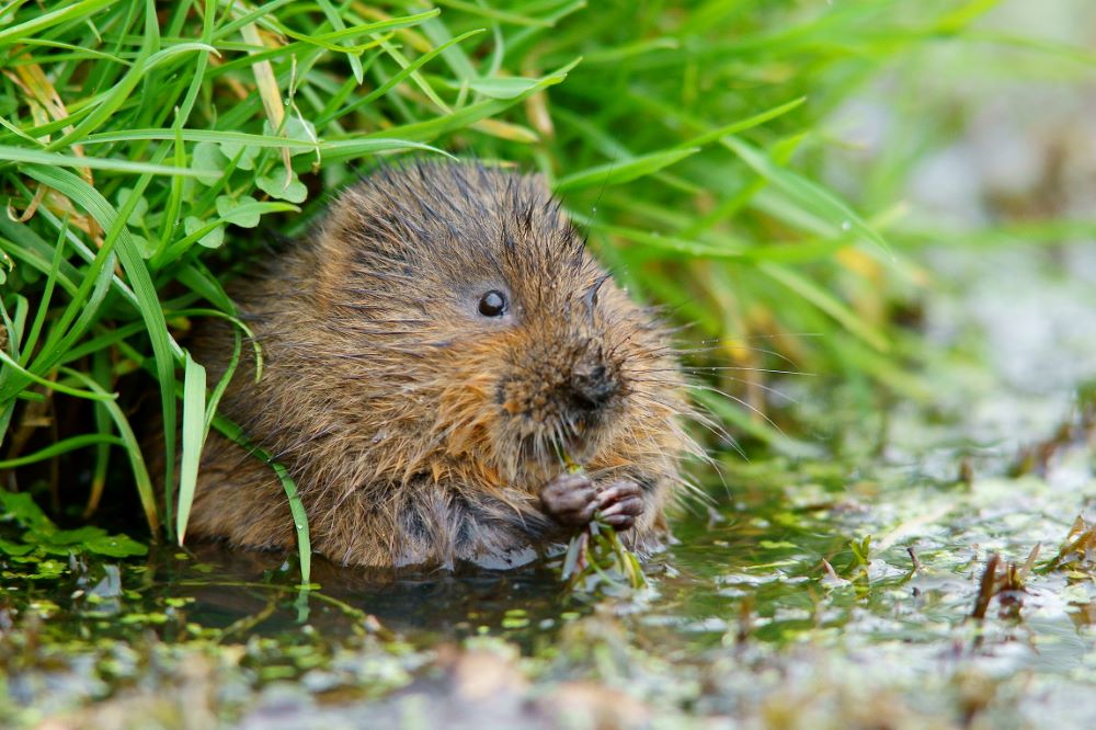 A Water Vole on river bank