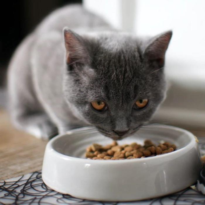 grey cat eating from food bowl