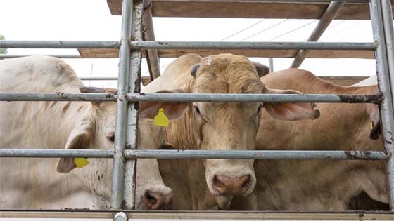 Cattle behind metal bars