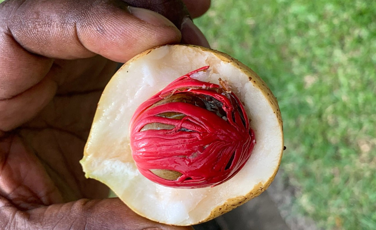 St Vincent Botanical Gardens: hand holding nutmeg fruit