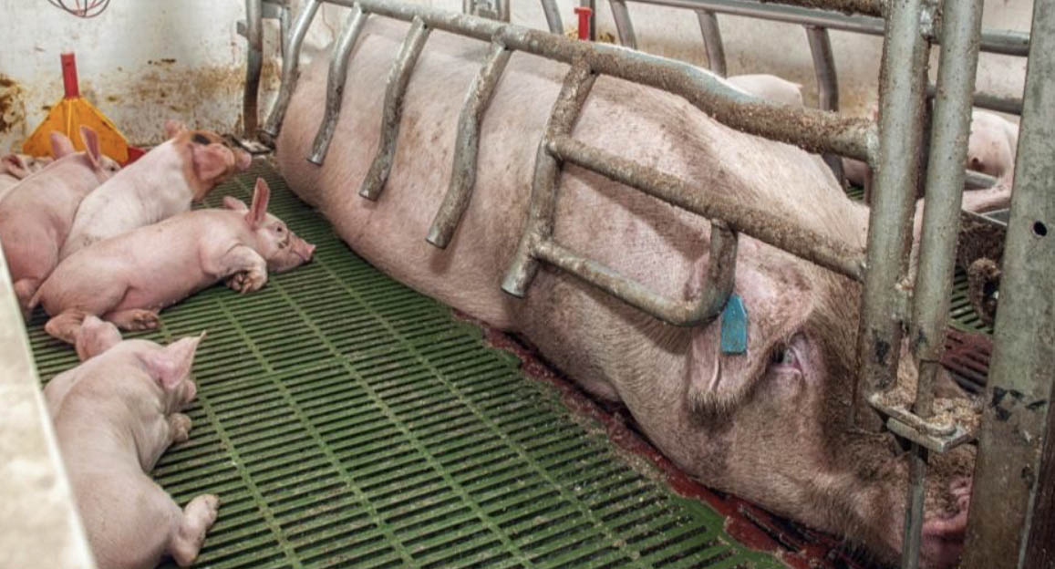 A sow in a farrowing crate