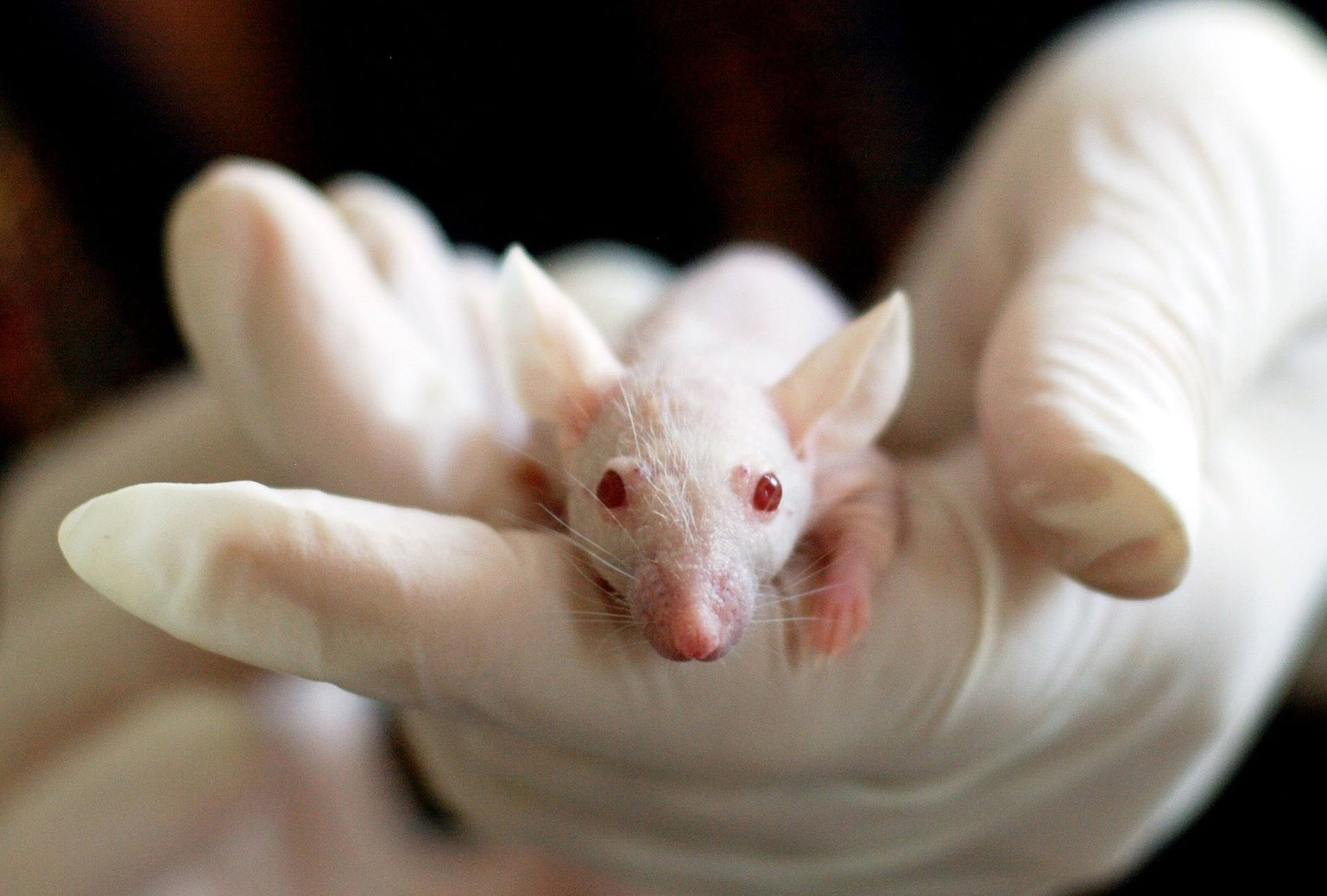 Centre for Animal Welfare image of a laboratory mouse in a gloved hand