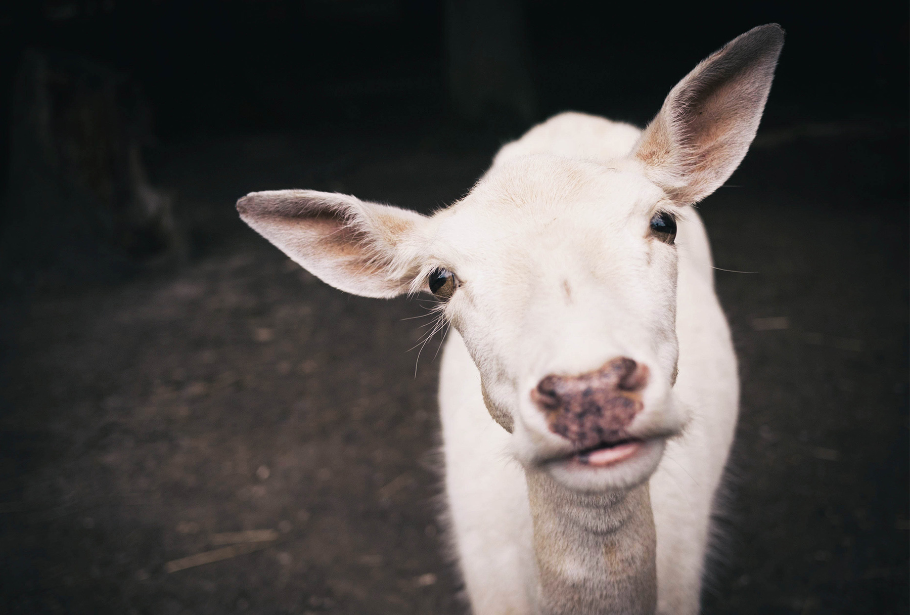 Picture of a goat close up
