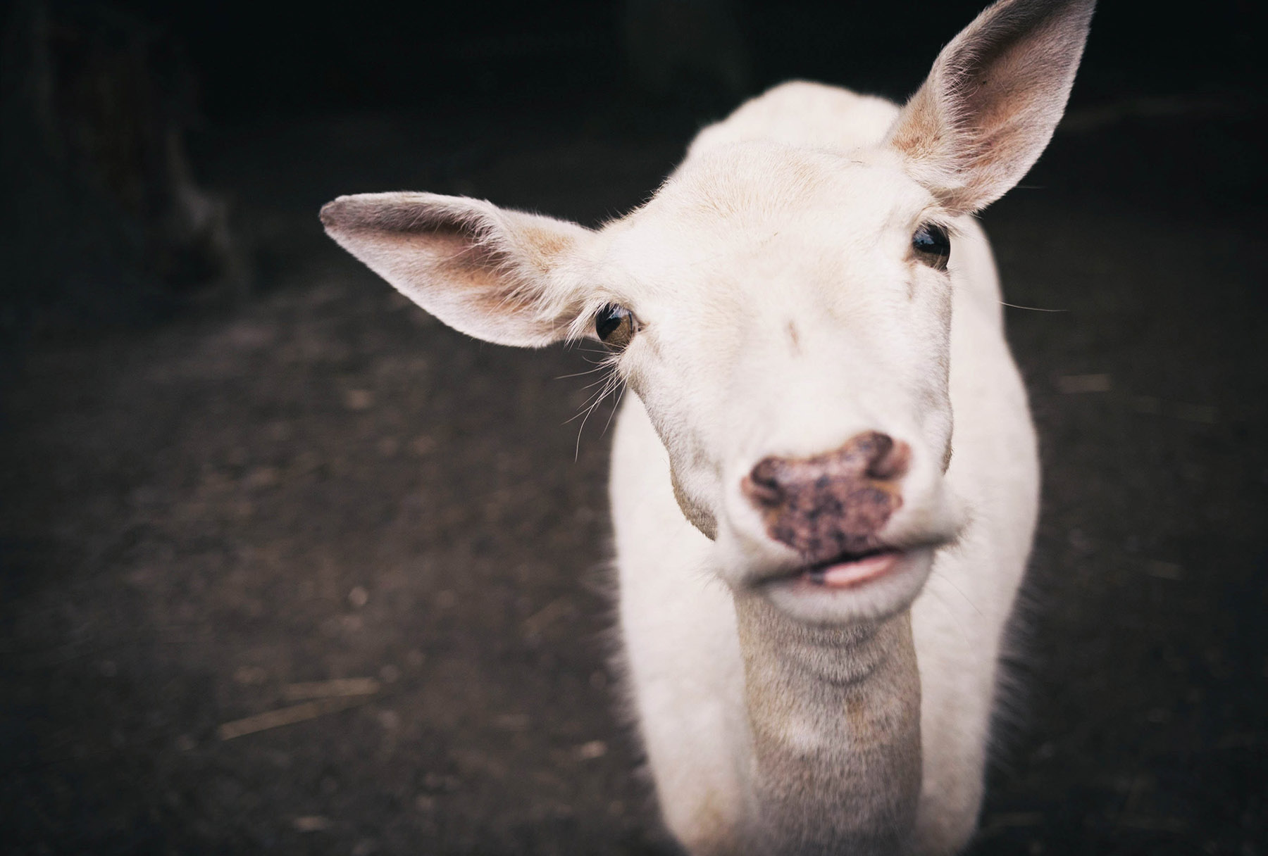 Close-up photo of a goat