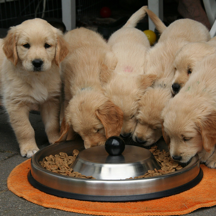 Five golden retriever puppies eating from the same bowl