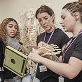 Physiotherapy students look at model skeleton foot