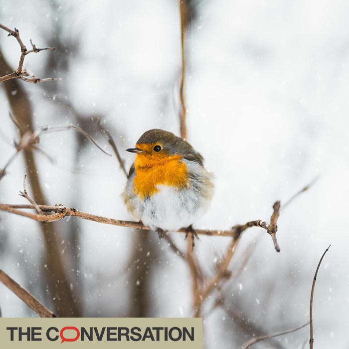 Robin sitting on a snow covered branch