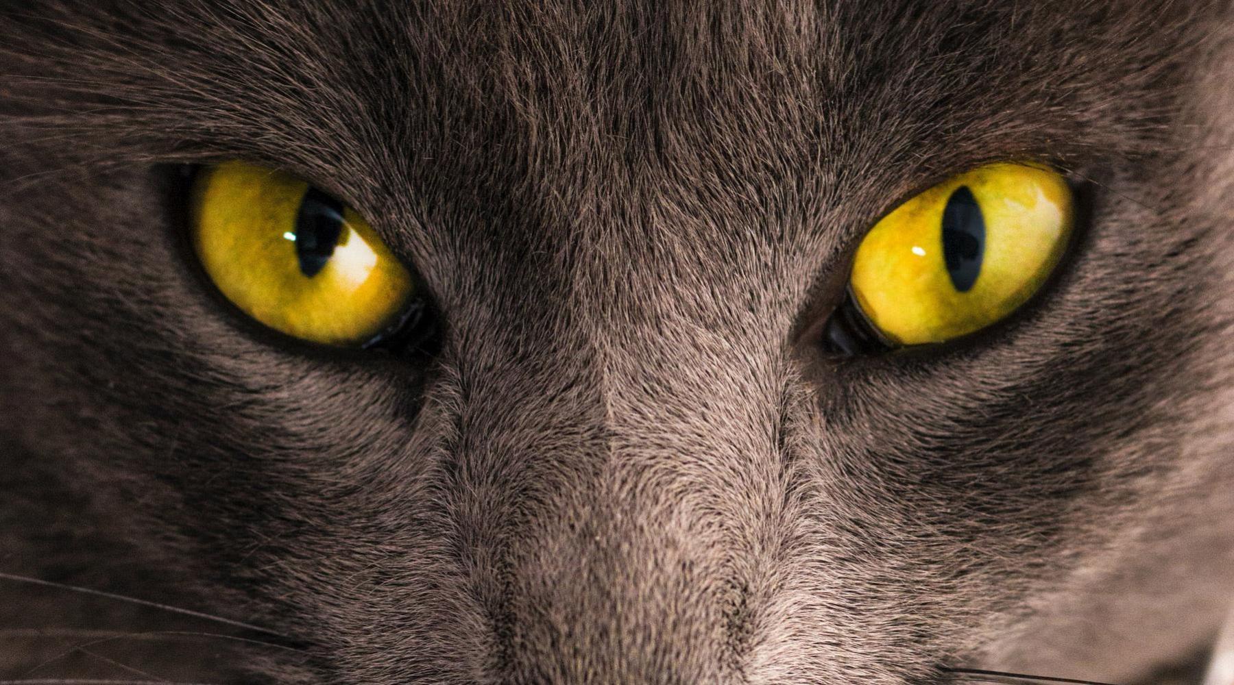 grey cat with piercing yellow eyes