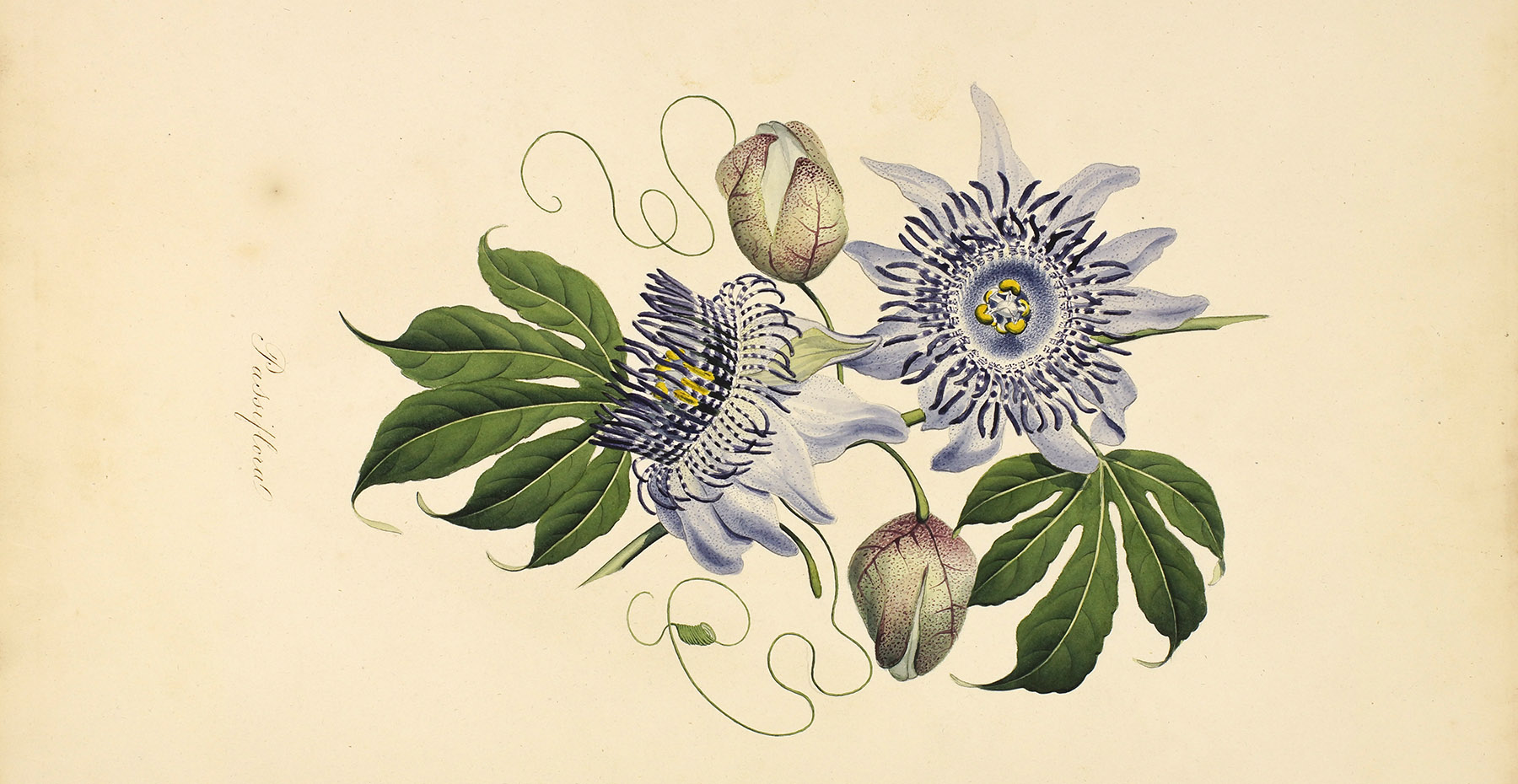 18th-century drawing of a passionflower by a black Caribbean artist and botanist