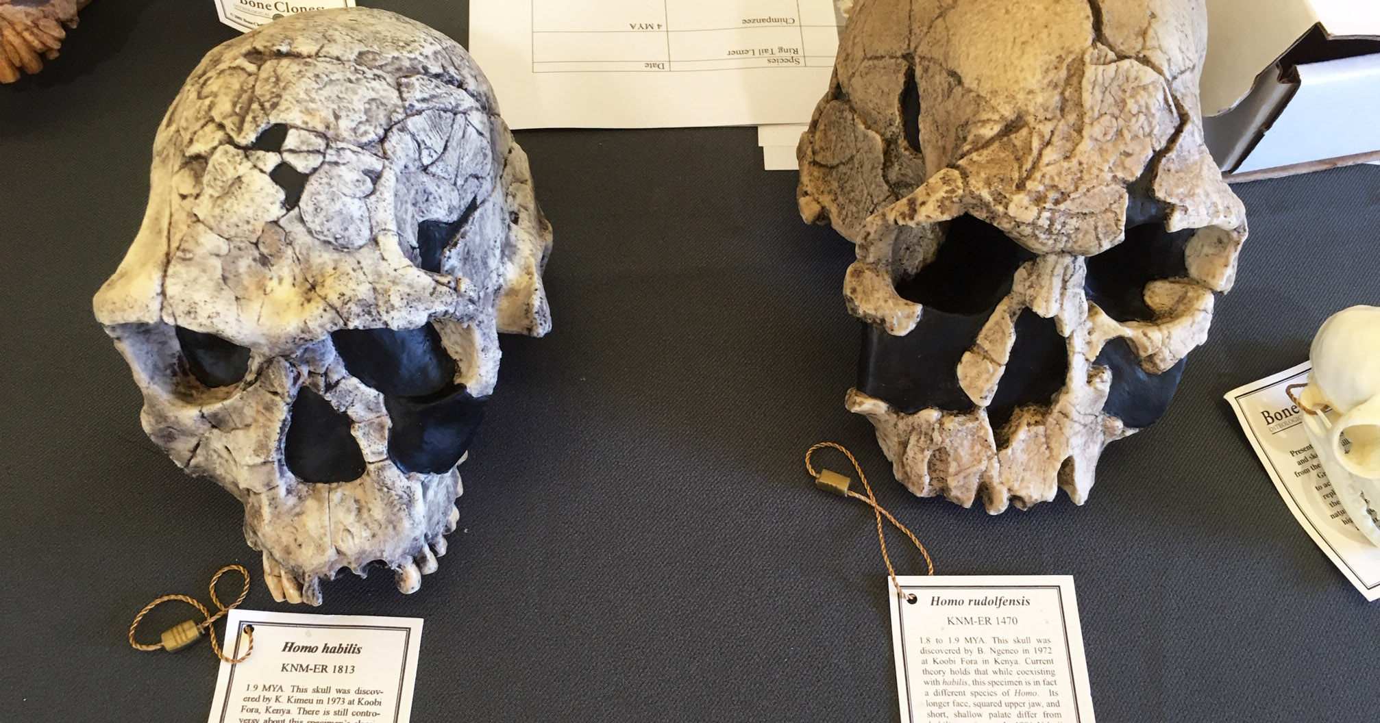 Anthropology and Archaeology at Winchester: two early hominin skull casts